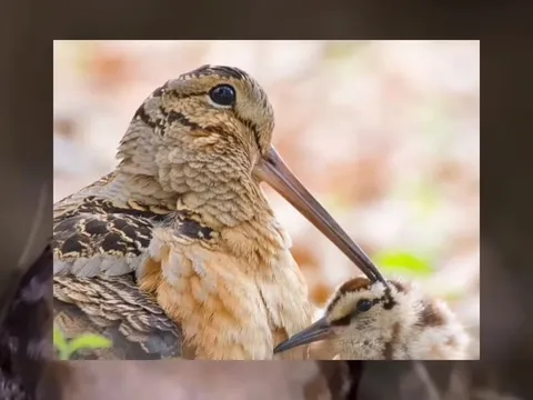 Таинственный круглый бекас