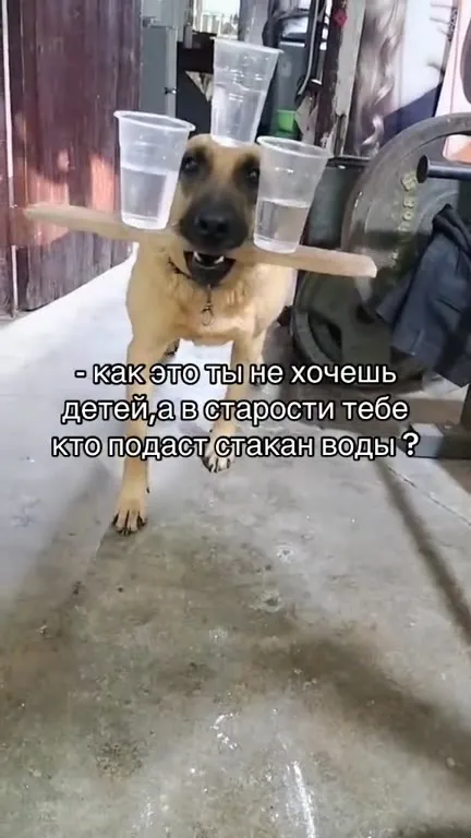 Собака принесла стакан воды