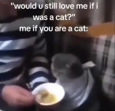 Would You Still Love Me as a Cat