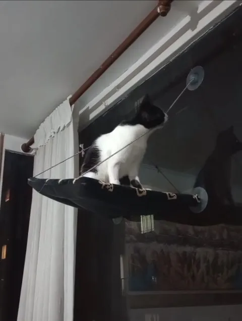 Кот, который просчитался
