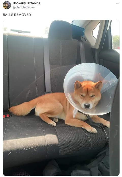 Balls Removed Shiba Inu