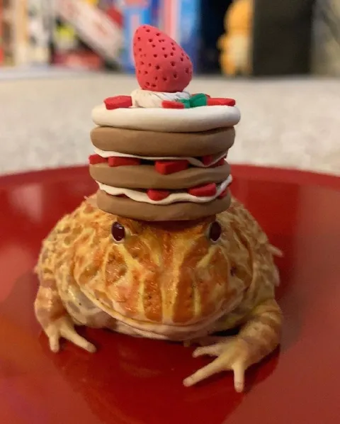 Лягушка с бургером на голове