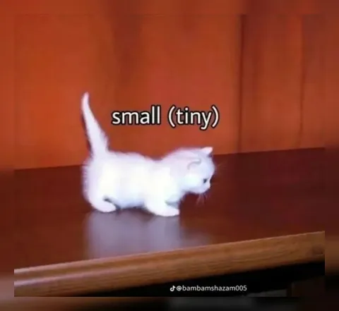 Small Tiny Cat