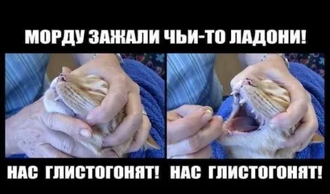 Коту зажали морду ладонями