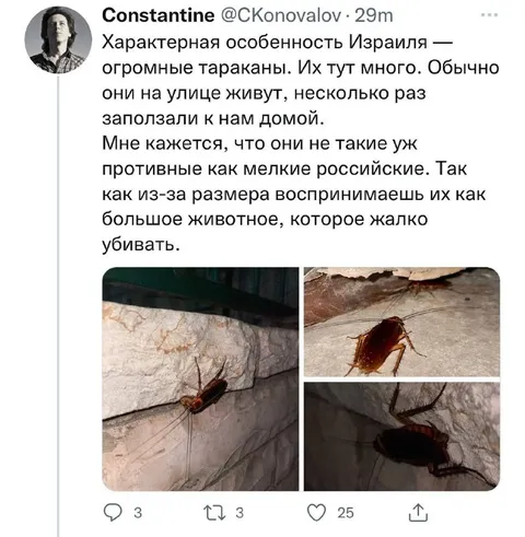 Огромные тараканы Израиля