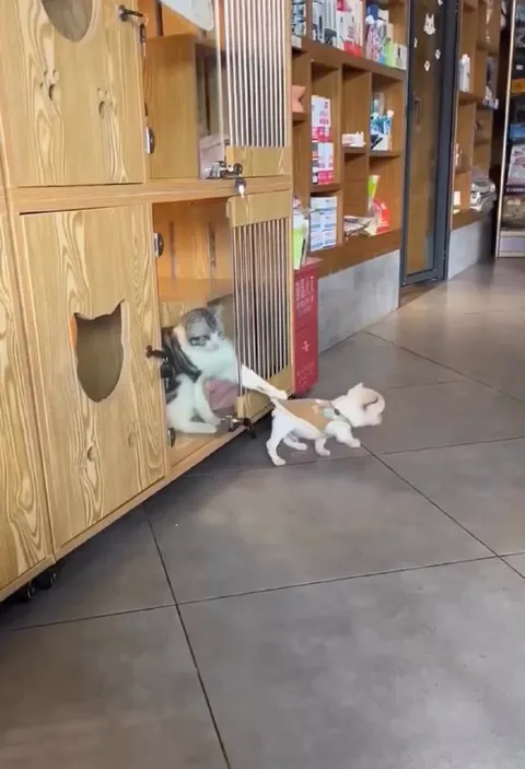 Кот не выпускает другого кота