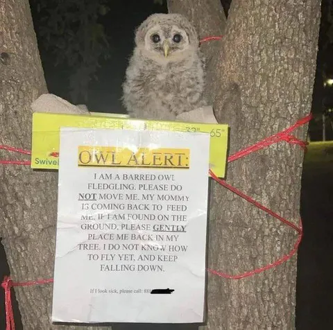 Fledgling Owl Alert