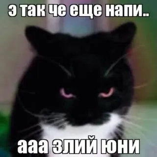 Злой чёрный кот
