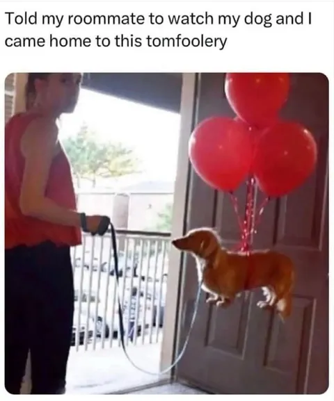 Dog Balloon Tomfoolery