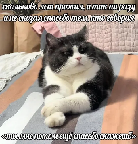 Кот, который не сказал спасибо
