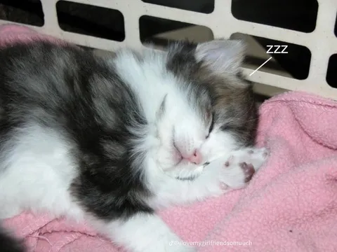 Sleeping Cat ZZZ