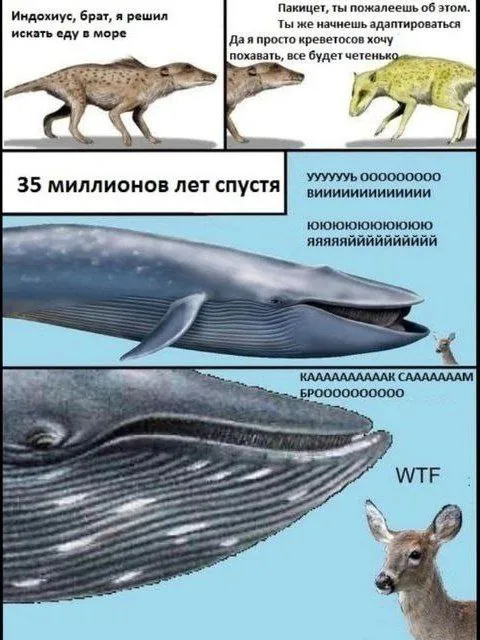Индохиюс превращается в кита