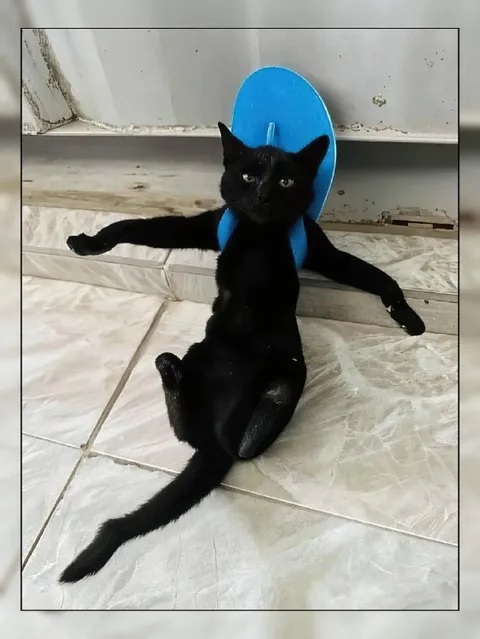 Кот сидит как человек