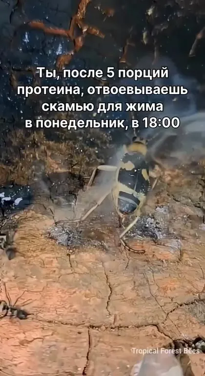 После пяти порций протеина