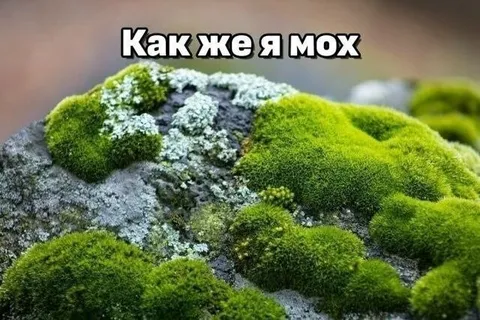 Как же я мох