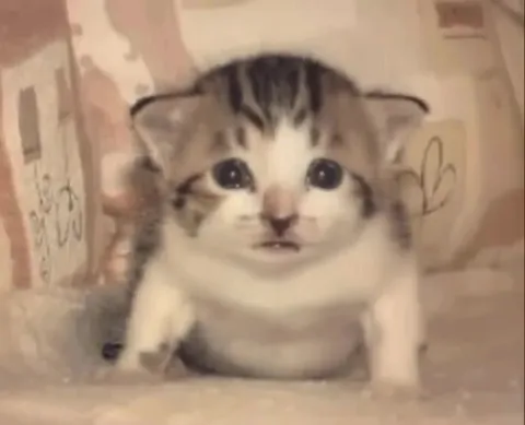 Котёнок внезапно взрывается