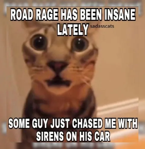 Cat Describes Insane Road Rage