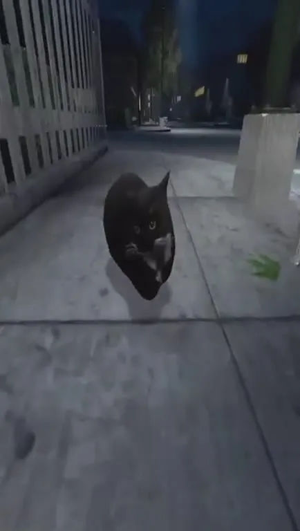 Cat Walks Into the Motel