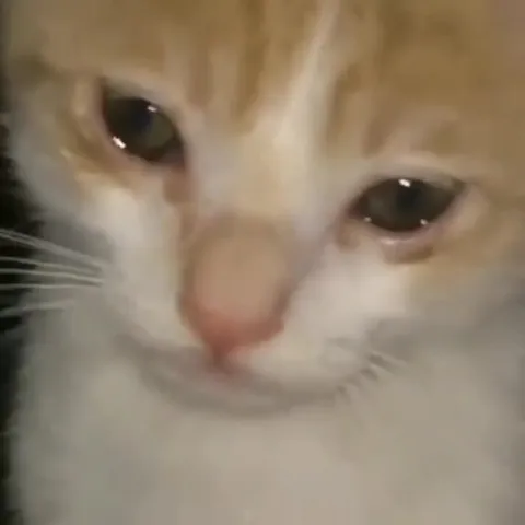 Коты под грустную музыку