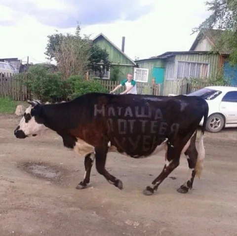 Корова с надписью на боку