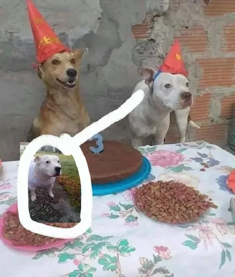 Собака не приглашена на праздник