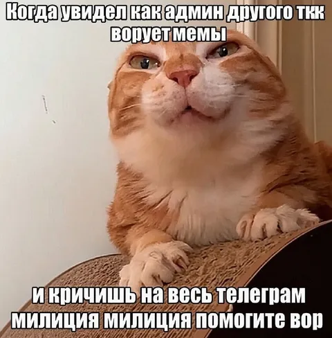 Кот кричит про украденные мемы