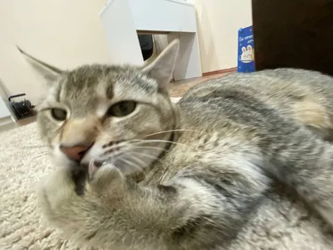 Кот с лапой у морды