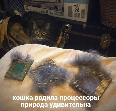 Кошка родила процессоры