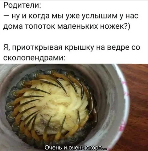 Ведро со сколопендрами