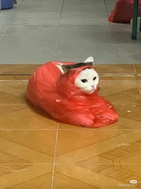Кот в красном пакете