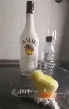 Цыплёнок клюёт бутылку