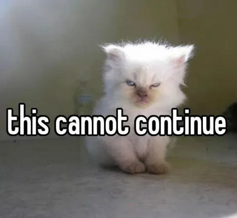 This Cannot Continue Kitten