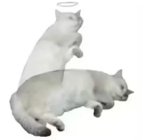 Кот вознёсся на коте