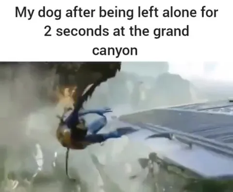 Dog Left Alone at the Grand Canyon