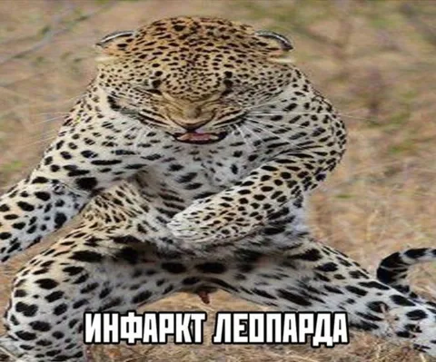 Инфаркт леопарда