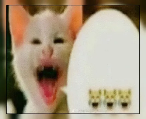 Screaming Cat Laughing