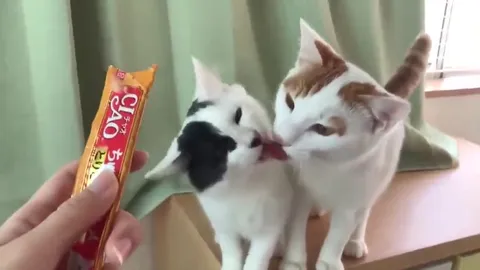 Коты целуются и обнимаются