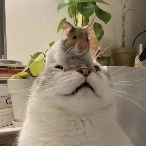 Хомяк на сердитом коте