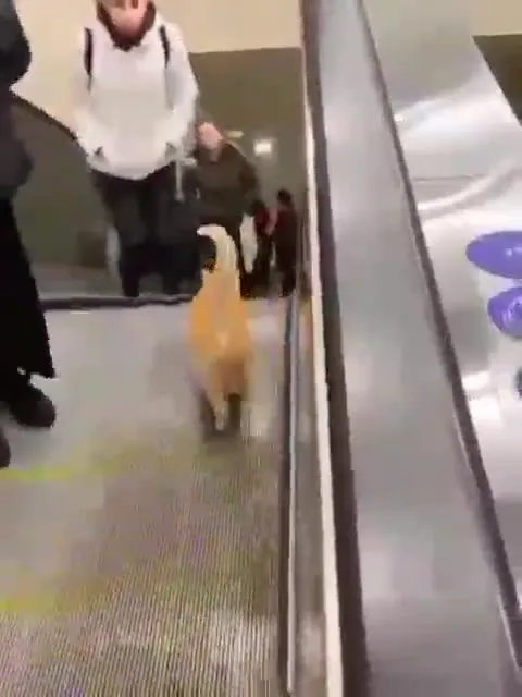 Кот едет на эскалаторе