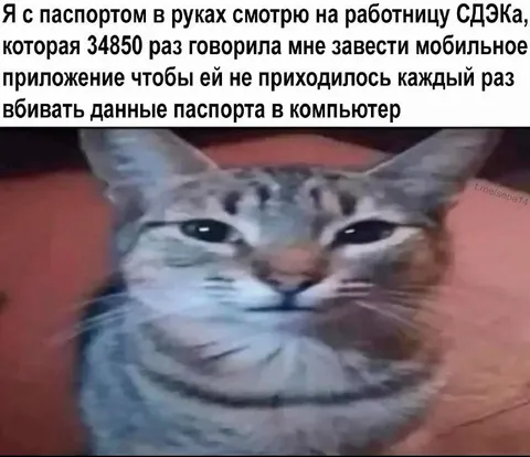 Кот смотрит на работницу СДЭКа