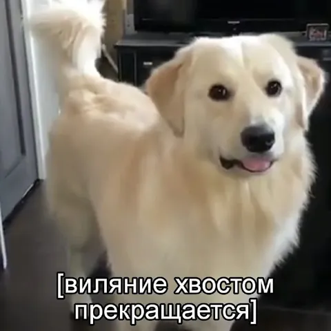Виляние хвостом прекращается