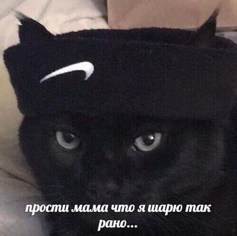 Кот, который шарит слишком рано