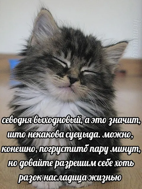 Котёнок наслаждается выходным