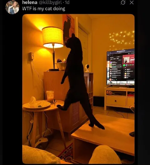 Cat Walking Like a Human