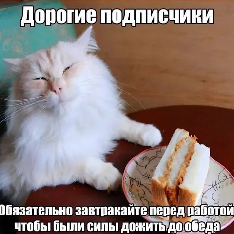 Кот напоминает позавтракать