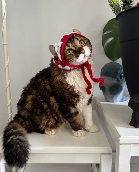 Кот в красной шапочке