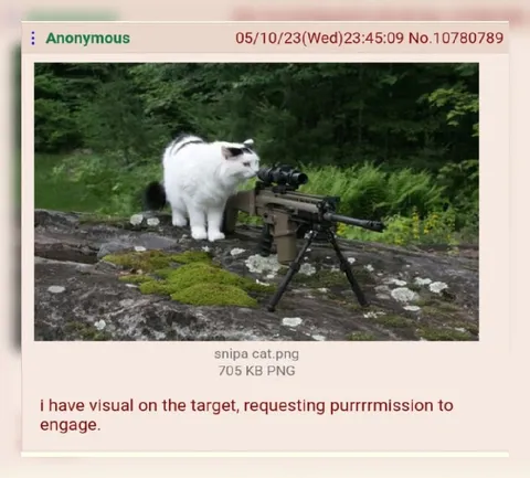 Cat Requesting Permission to Engage