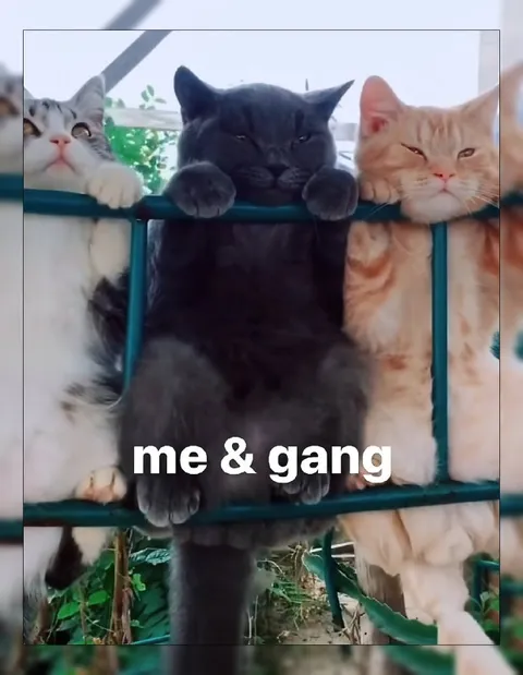 Me and the Gang Cats