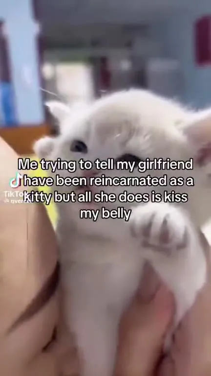 Reincarnated Kitty Wants Belly Kisses
