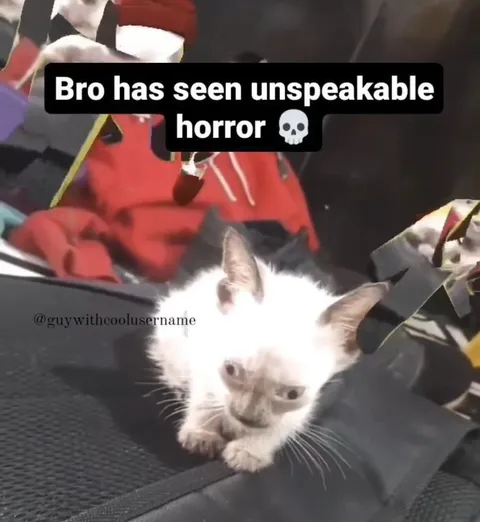 Cat Has Seen Unspeakable Horror